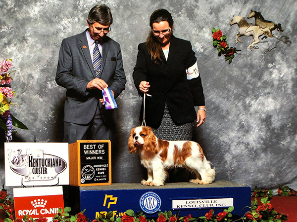 Shady Grove Acres Cavalier Garfield on display